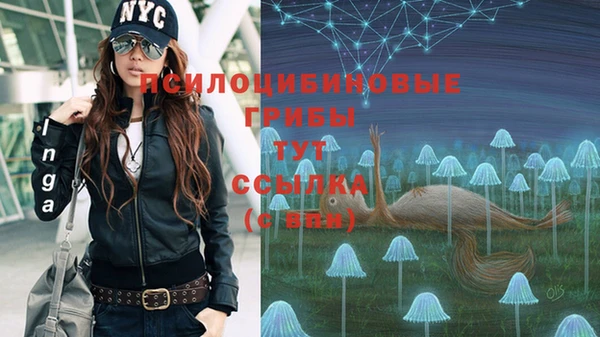 стаф Аркадак